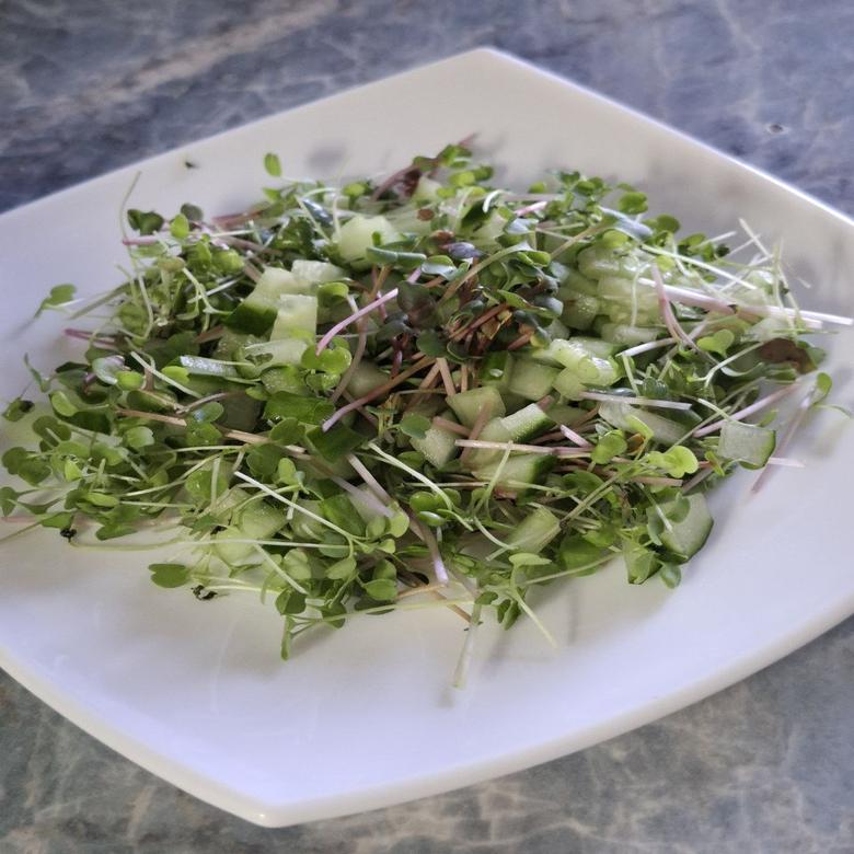 Fresh Microgreens & Cucumber Salad