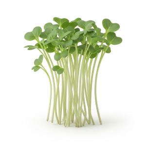 Broccoli microgreens — Sprout & Glory, Norwich