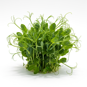 Pea shoots — Sprout & Glory, Norwich