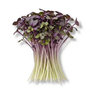 Kohlrabi microgreens — Sprout & Glory, Norwich