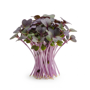 Red cabbage microgreens — Sprout & Glory, Norwich