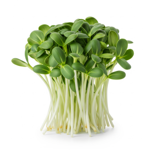 Sunflower shoots — Sprout & Glory, Norwich