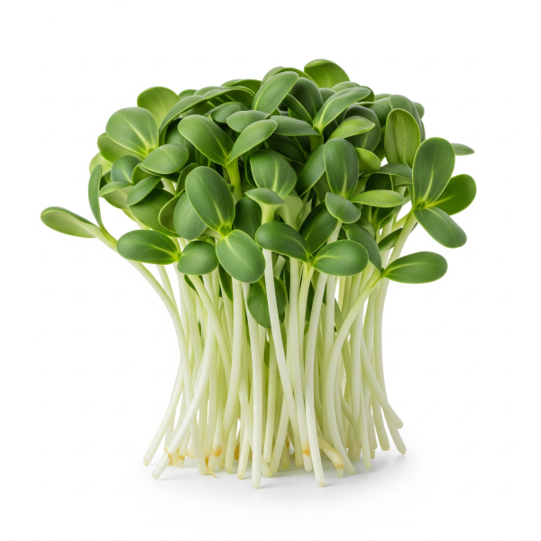 Sunflower shoots — Sprout & Glory, Norwich