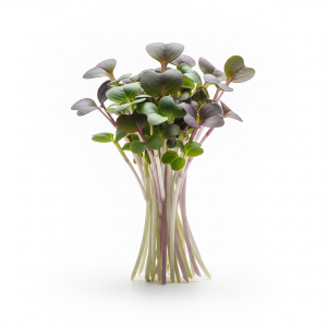 Kale microgreens — Sprout & Glory, Norwich