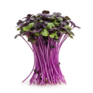 Radish microgreens — Sprout & Glory, Norwich